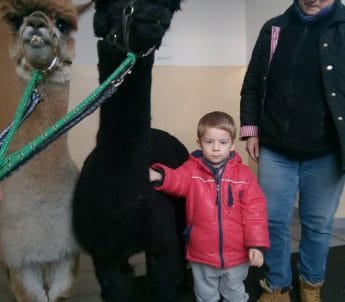 Zajęcia z alpakami